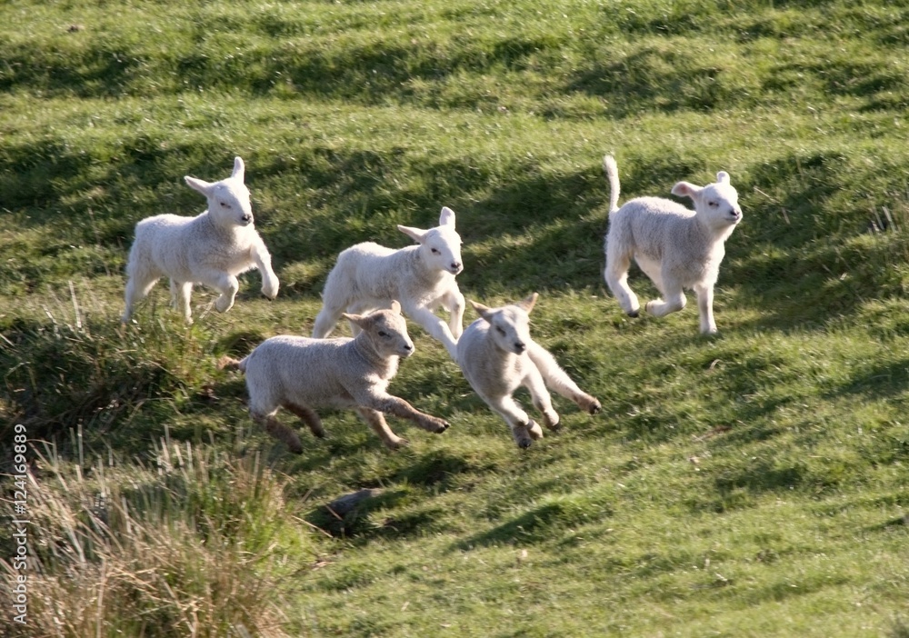 Sheep Running Sheep Running