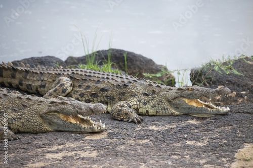 Crocodiles photo