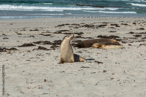 Sea Lion at Seal Bay, Kangaroo Island, Australia