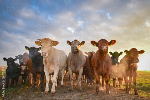 Herde bunter Rinder beim Sonnenaufgang auf einer Herbstweide, Nahaufnahme photo