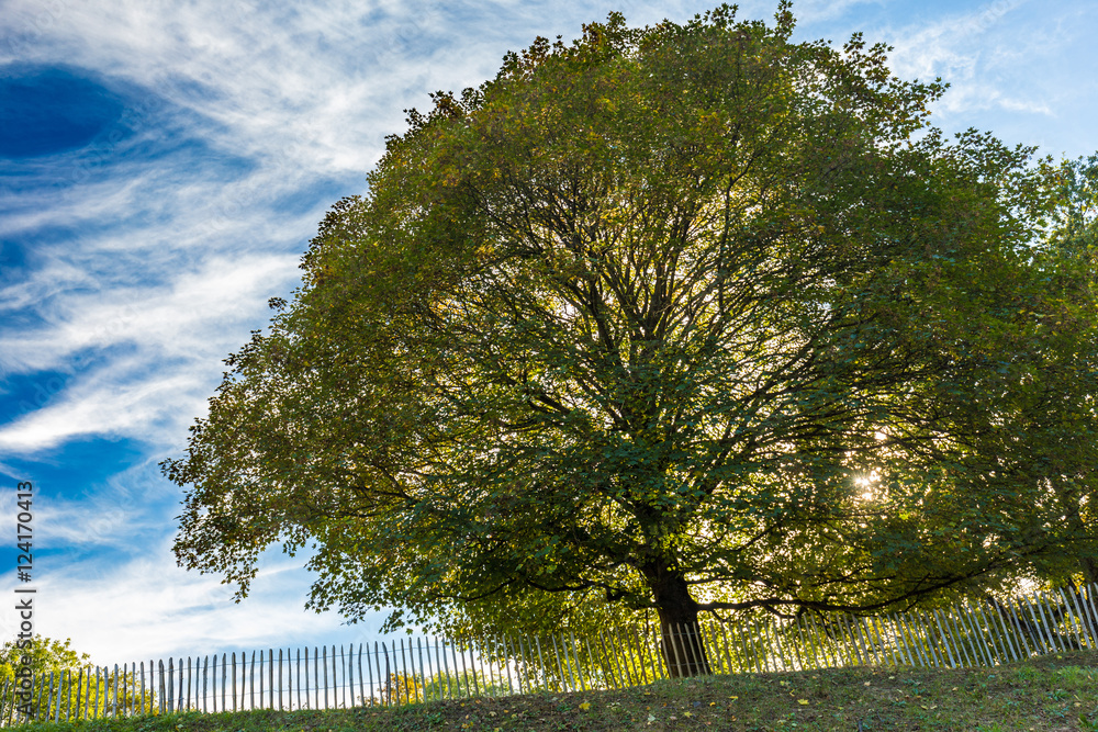 Obraz premium Autumnal trees and dramatic blue polarised sky, Namur, Belgium