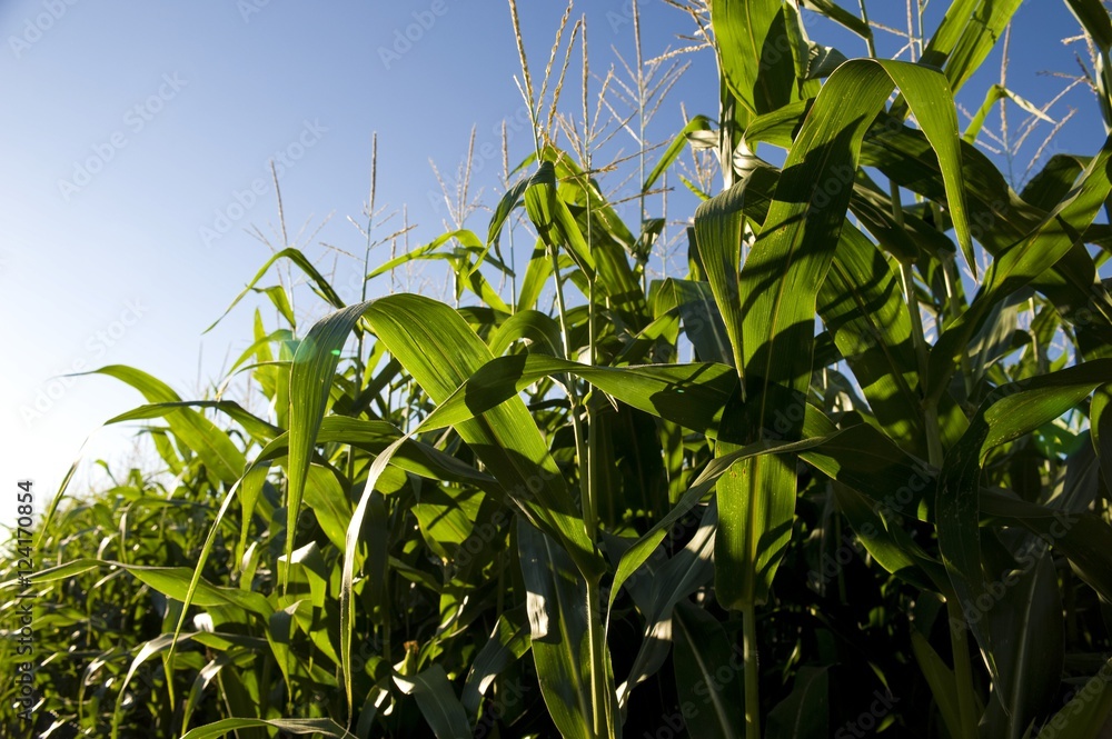 Corn Field, Muskoka, Ontario, Canada Corn Field, Muskoka, Ontario, Canada