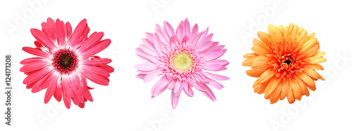 Flowers on a white background isolated