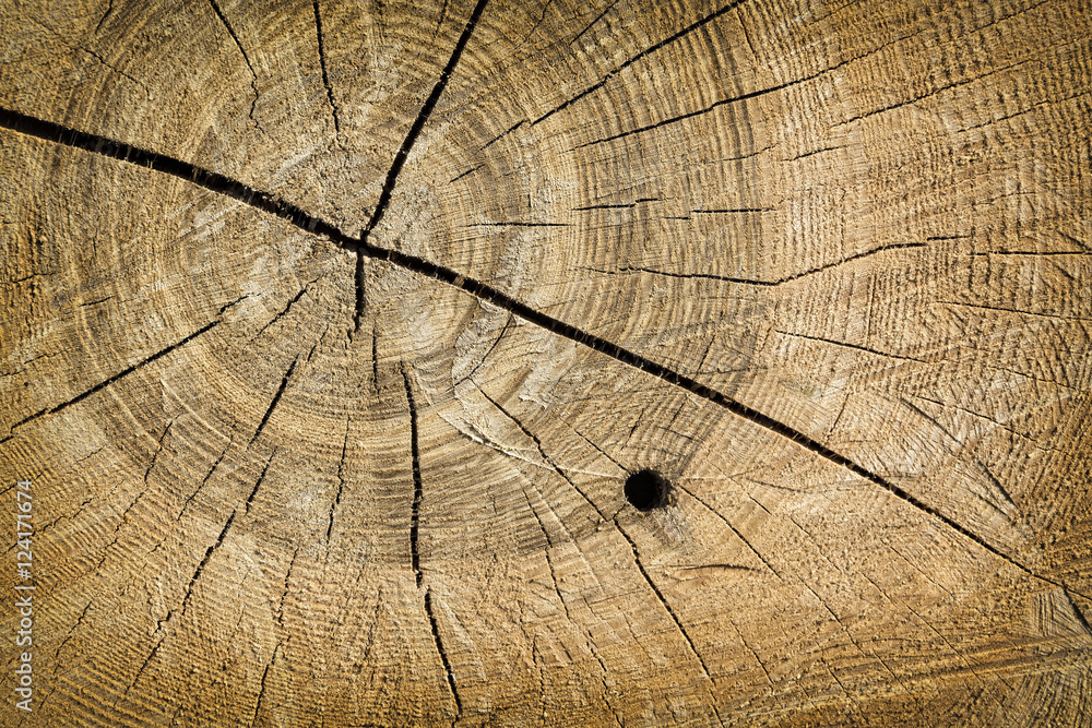 Fototapeta premium Tree trunk wood grain texture