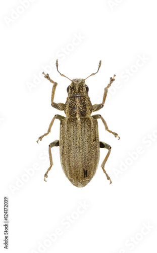 Pea Leaf Weevil on white Background  -  Sitona lineatus (Linnaeus, 1758) photo