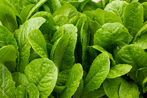 Romaine lettuce growing