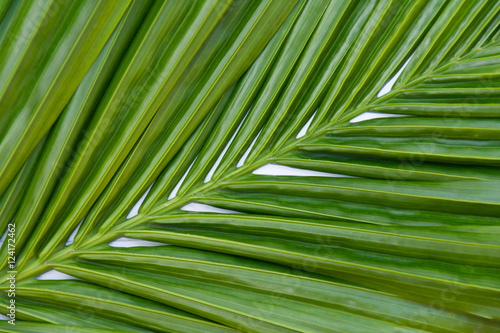 leaves palm green background..