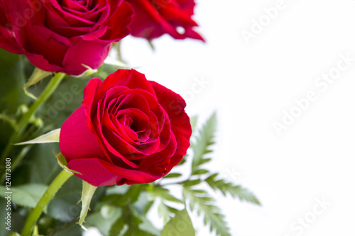 Red roses flower closeup on white background.Copy space