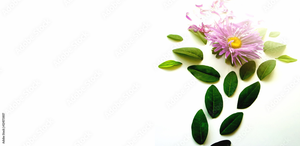 Flowers on a white background isolated