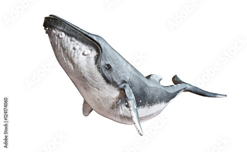 Canvas Print Humpback whale on an isolated white background. 3d rendering