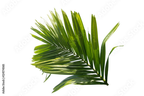 Green leaf of palm tree isolated on white background