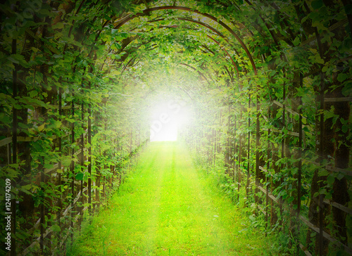 Green tunnel with sun rays in fresh spring foliage. Way to nature. Natural background from beautiful garden.