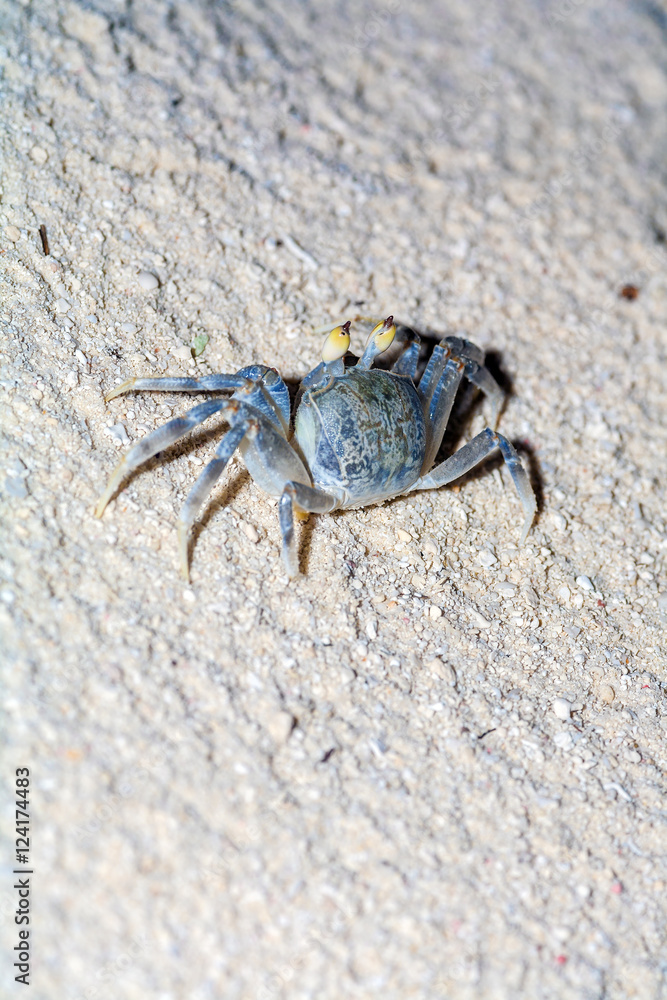 Crab on sand beach at night, Maldives