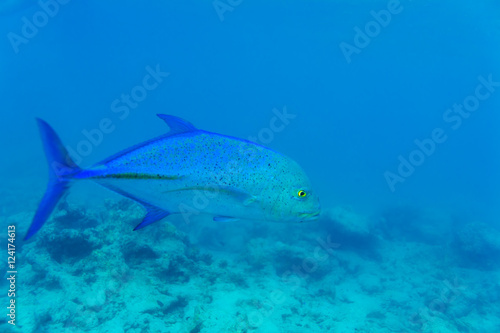 Blue fin trevally (Caranx melampygus) in ocean water, Maldives