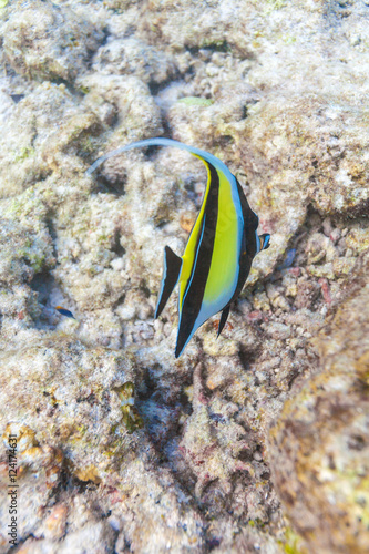 Moorish idol fish in shallow water, Maldives