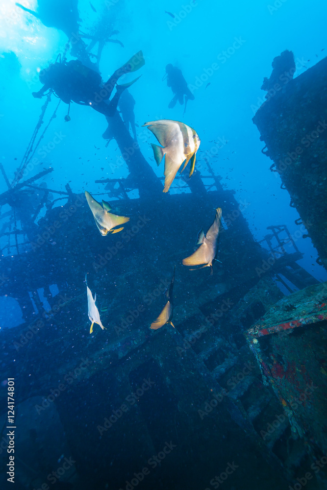 Fototapeta premium School of batfish near a sunken ship in the Maldives