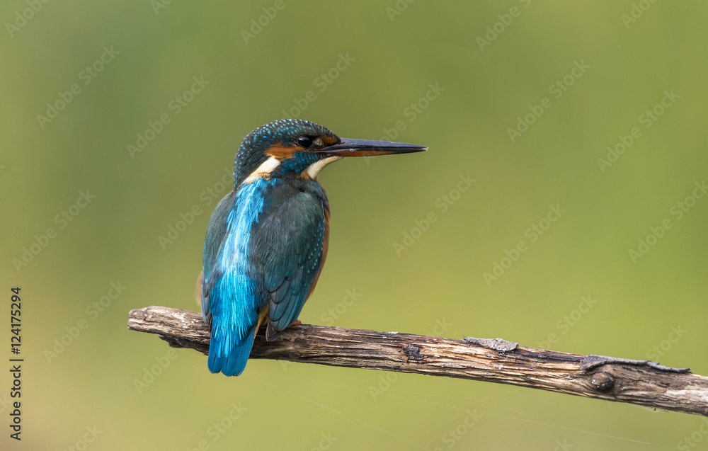 Fototapeta premium Alcedo atthis
