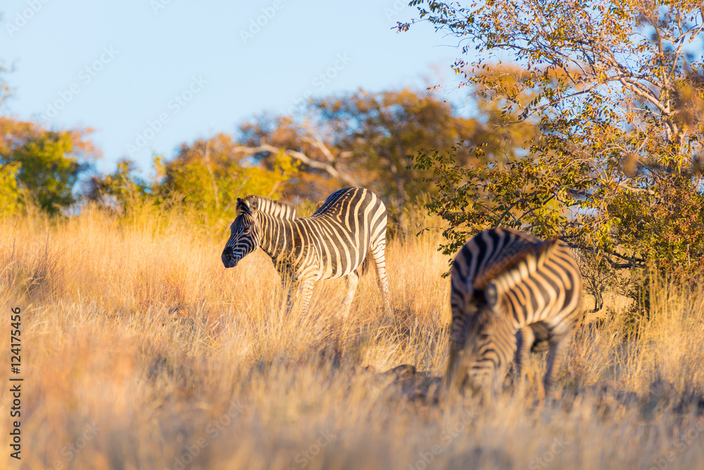 Obraz premium Herd of Zebras in the bush. Wildlife Safari in the Kruger National Park, major travel destination in South Africa. Sunset light.