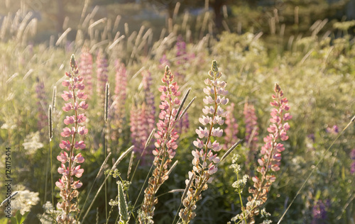 Pink lupine flowers and grass in the warm morning light