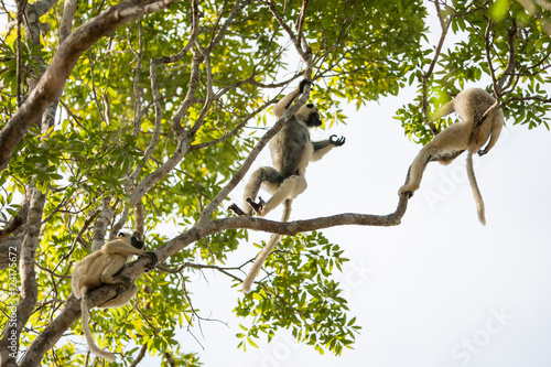 Verreaux's Sifaka