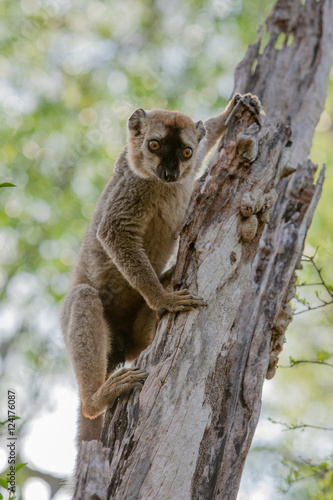 Fototapeta Naklejka Na Ścianę i Meble -  Brown Lemur in Madagascar
