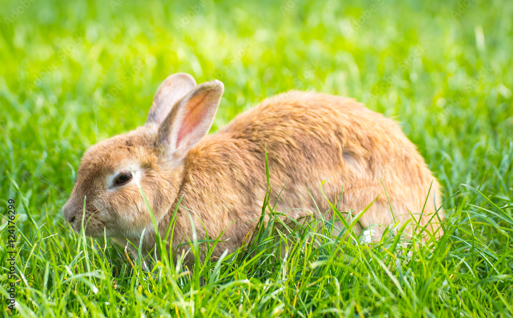 Rabbit, Rabbit on the lawn Rabbit on the green grass / Cottontail bunny rabbit eating grass in the garden / Pet on the green grass / Home garden Rabbit, Rabbit on the lawn Rabbit on the green grass / Cottontail bunny rabbit eating grass in the garden / Pet on the green grass / Home garden