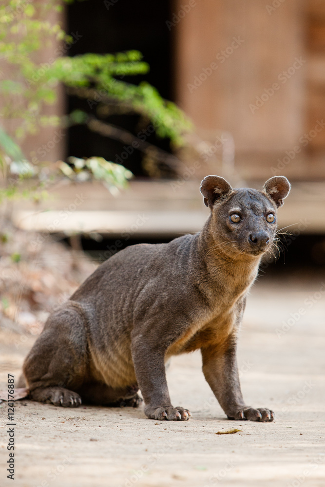 Naklejka premium Fosa