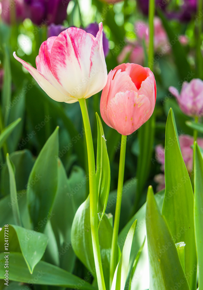 Tulip. Color tulips, bouquet of tulips, beautiful tulips, Tulips for card. Tulip. Color tulips, bouquet of tulips, beautiful tulips, Tulips for card.