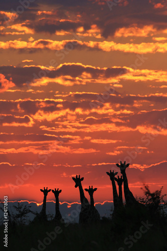 Giraffe - African Wildlife Background - Sunset Silhouettes of Color and Beauty