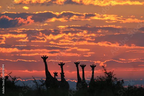 Giraffe Silhouette - African Wildlife Background - Colorful Nature and Majestic Skies