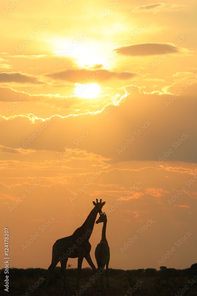 Obraz premium Giraffe Silhouette - African Wildlife Background - Magical Colors in Nature