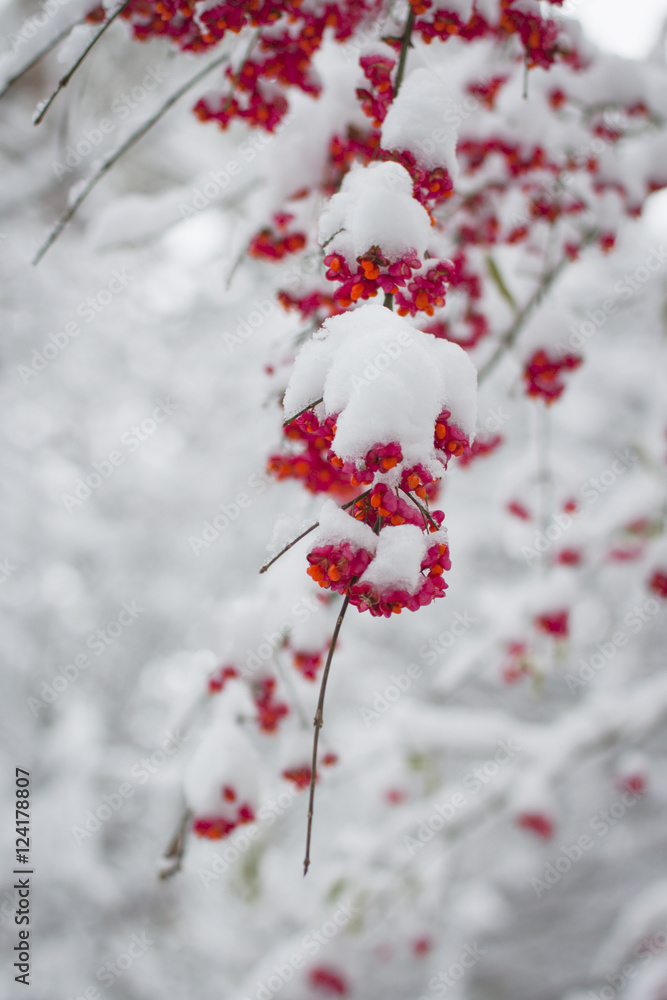 Schneebedecktes Herbstlaub Schneebedecktes Herbstlaub