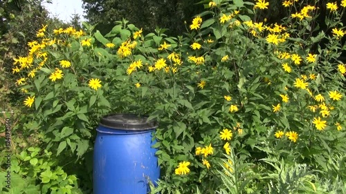 Plastic organic fertilizer canister in garden with yellow Jerusalem artichoke flowers in wind