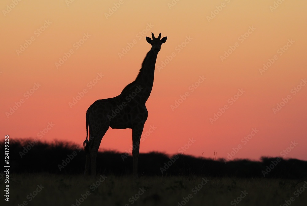 Naklejka premium Giraffe Background - African Wildlife - Pink Skies of Wonder