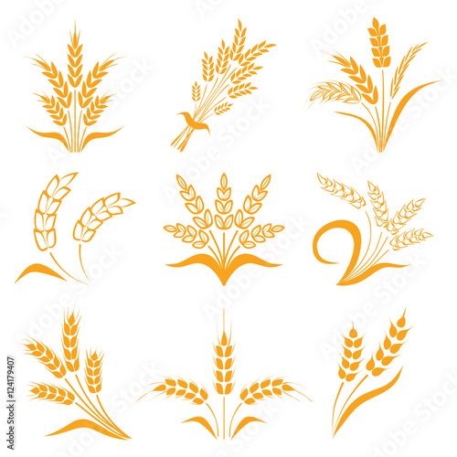 Symbols. for logo design Wheat. Agriculture, corn, barley, stalks, organic plants, bread, food, natural harvest, vector illustration on white background isolated.