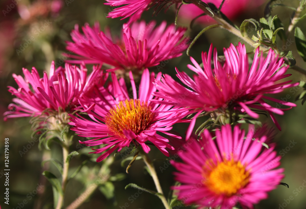 Obraz premium Pink aster in the flowerbed