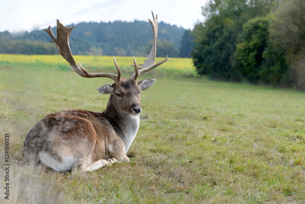 das Rudel im Blick, prächtiger Damhirsch liegt im Gras das Rudel im Blick, prächtiger Damhirsch liegt im Gras