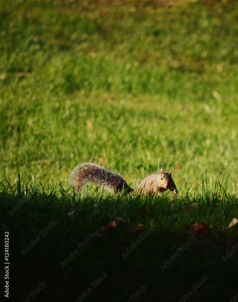 Obraz premium Squirrel