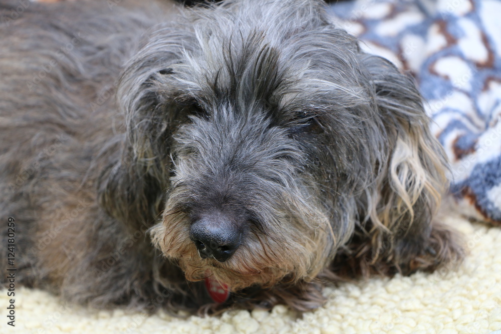 Wire hound dachshund cheap