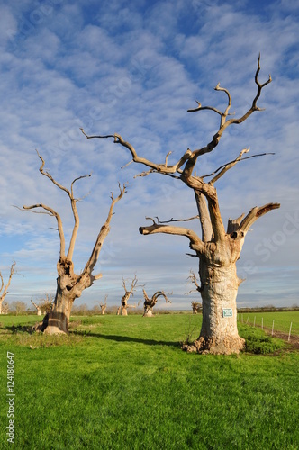 Petrified trees   England photo