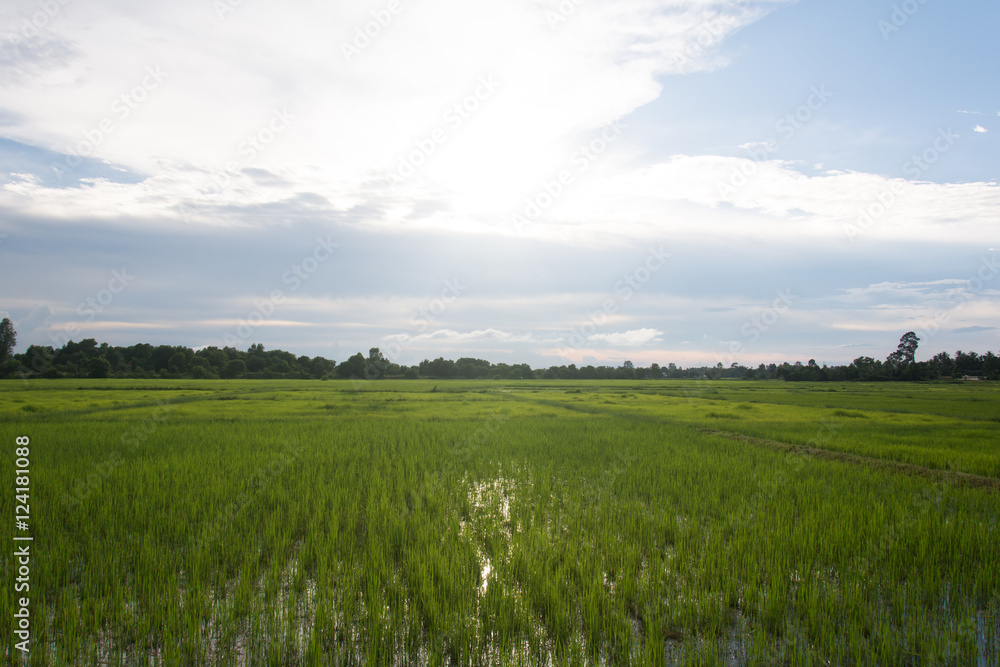 sapling rice, rice field in rural, thailand.