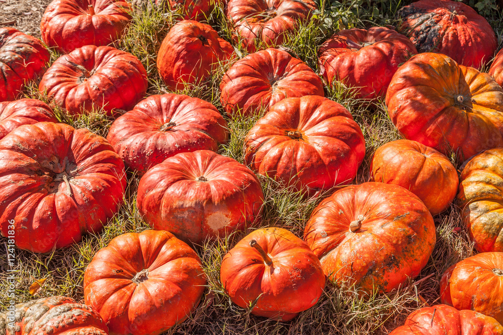 Cinderella pumpkins Cinderella pumpkins