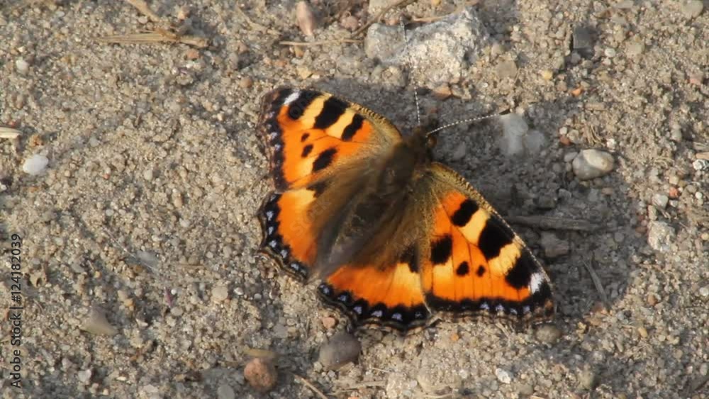 Small tortoiseshell (Aglais urticae) on forest floor Small tortoiseshell (Aglais urticae) on forest floor
