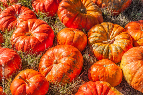 Cinderella pumpkins