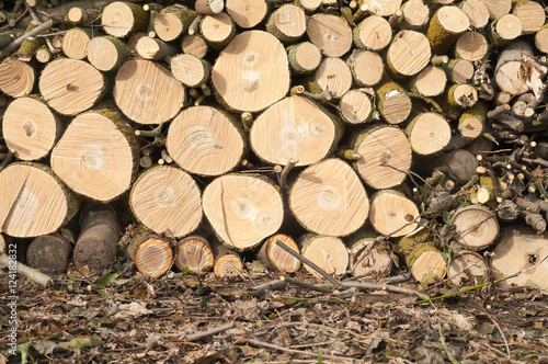 Baumf  llung  Schwerstarbeit im Garten  Holzstapel  Gartenpflege  Kleinholz