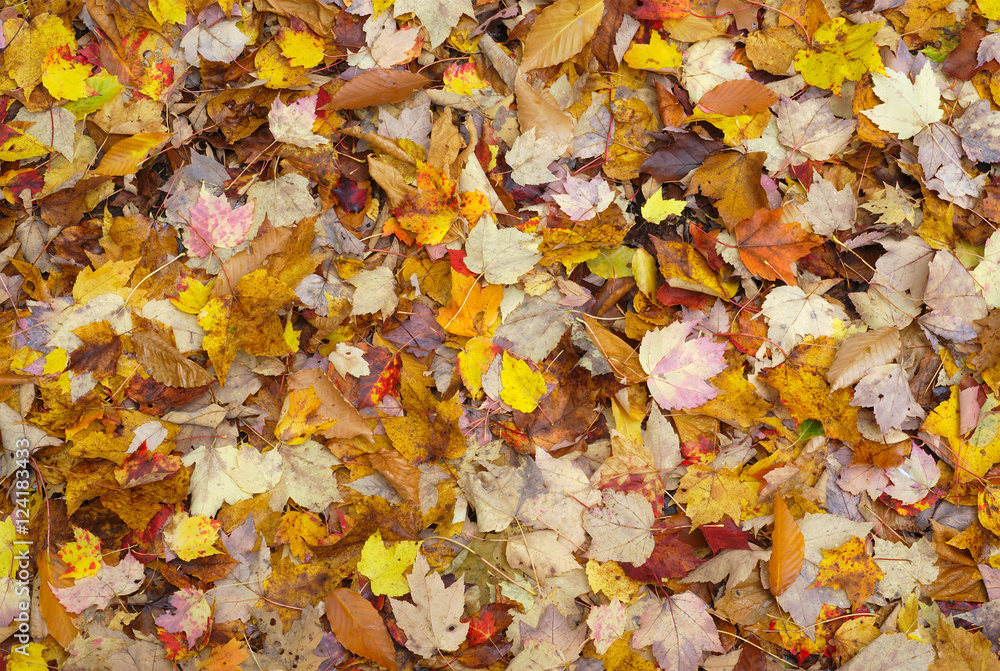 autumn leaves fall color background texture pattern
autumn leaves fall color background texture pattern