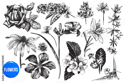 Hand drawn garden flowers set