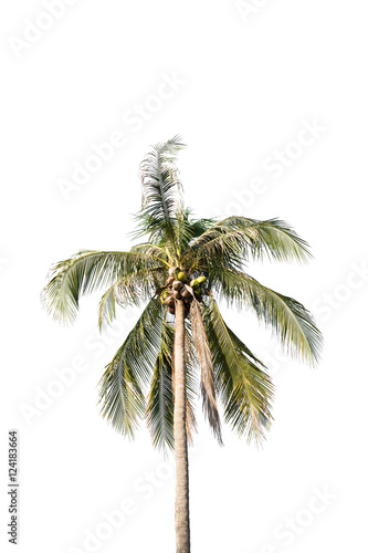 coconut trees isolated on white background