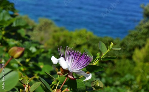 capperi