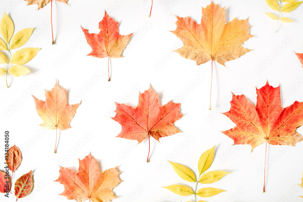 red autumn maple leaf pattern on white background. flat lay, top view. autumn wallpaper red autumn maple leaf pattern on white background. flat lay, top view. autumn wallpaper